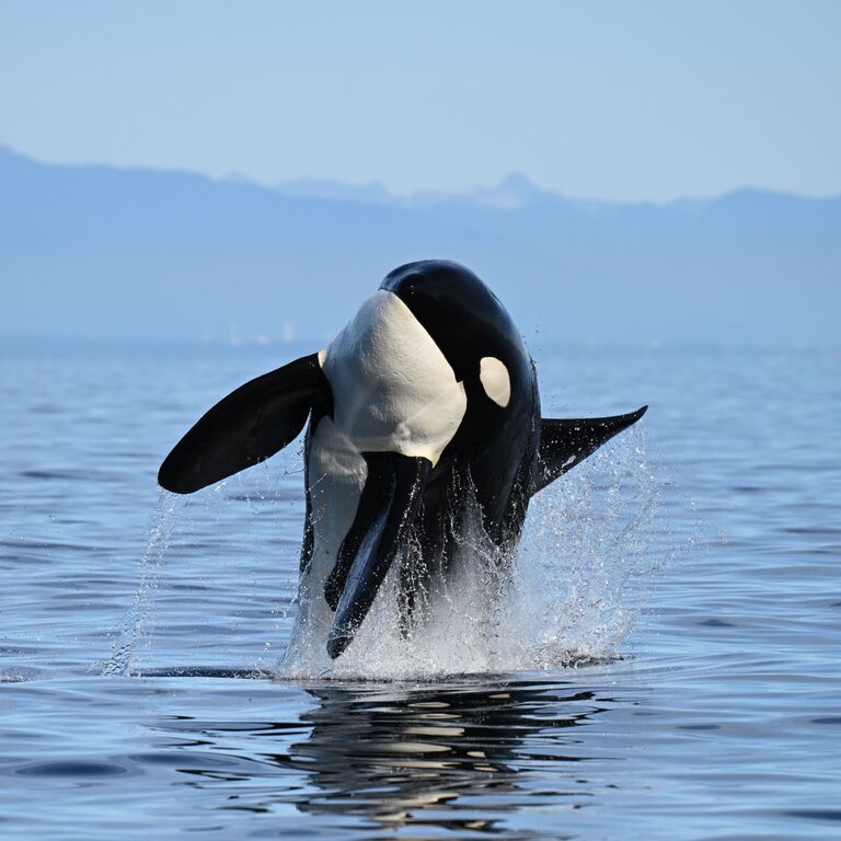 Prince of Whales