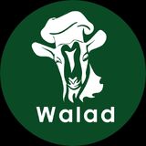 Walad Aqiqah