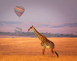 Safaris Talk Agency LTD