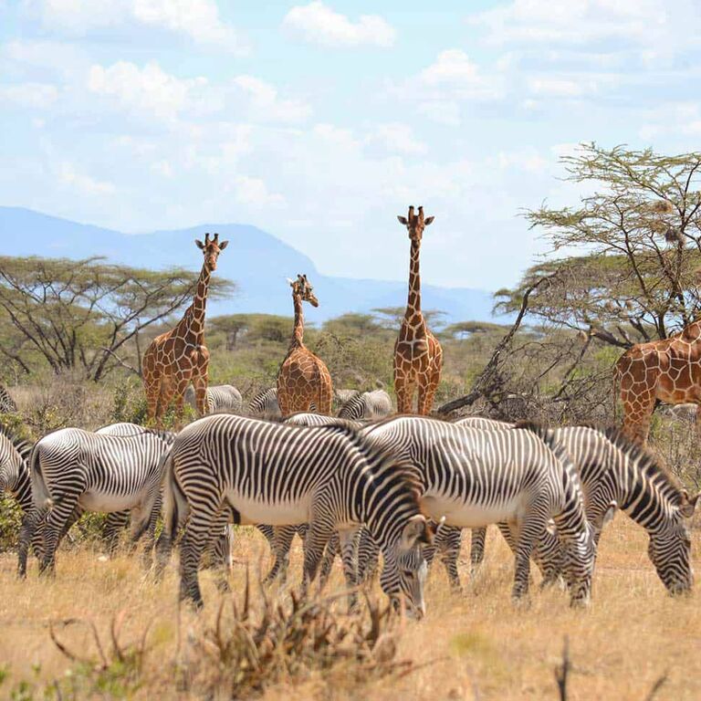 Safaris Talk Agency LTD