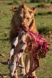 Cherish Africa Safaris