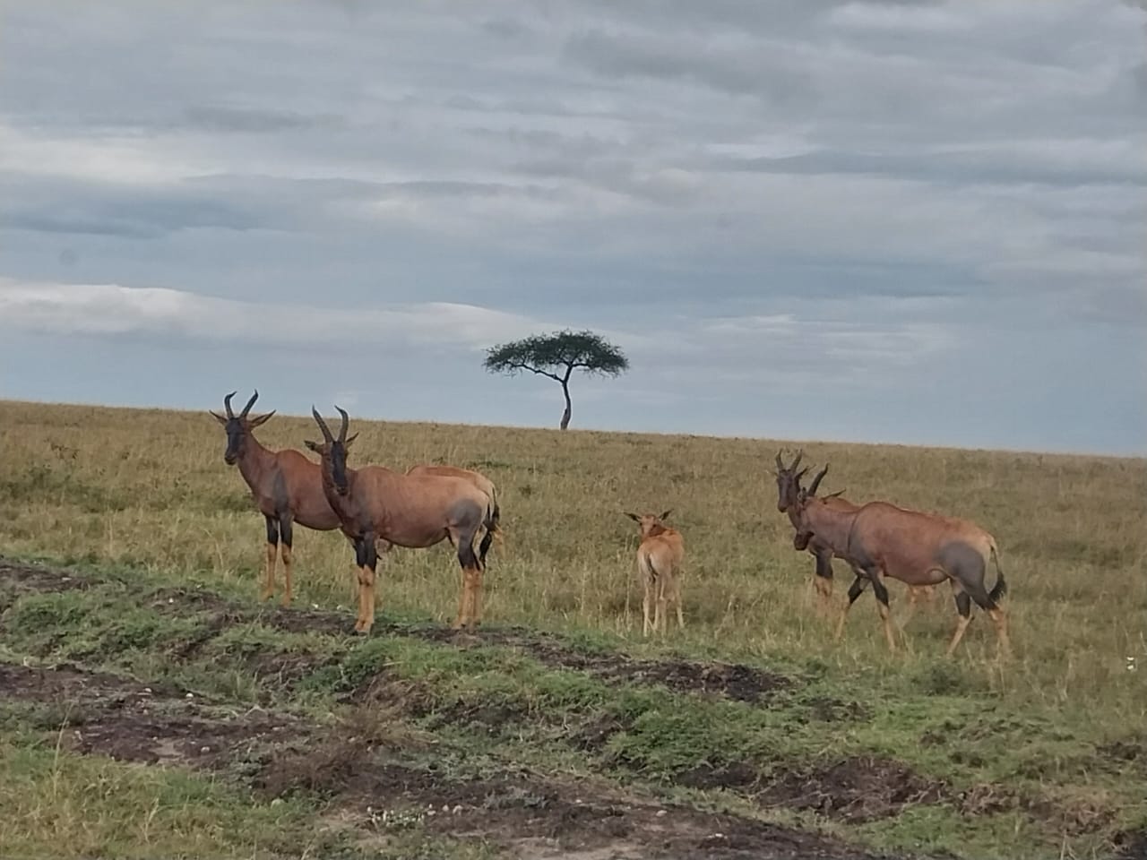 summer break safaris