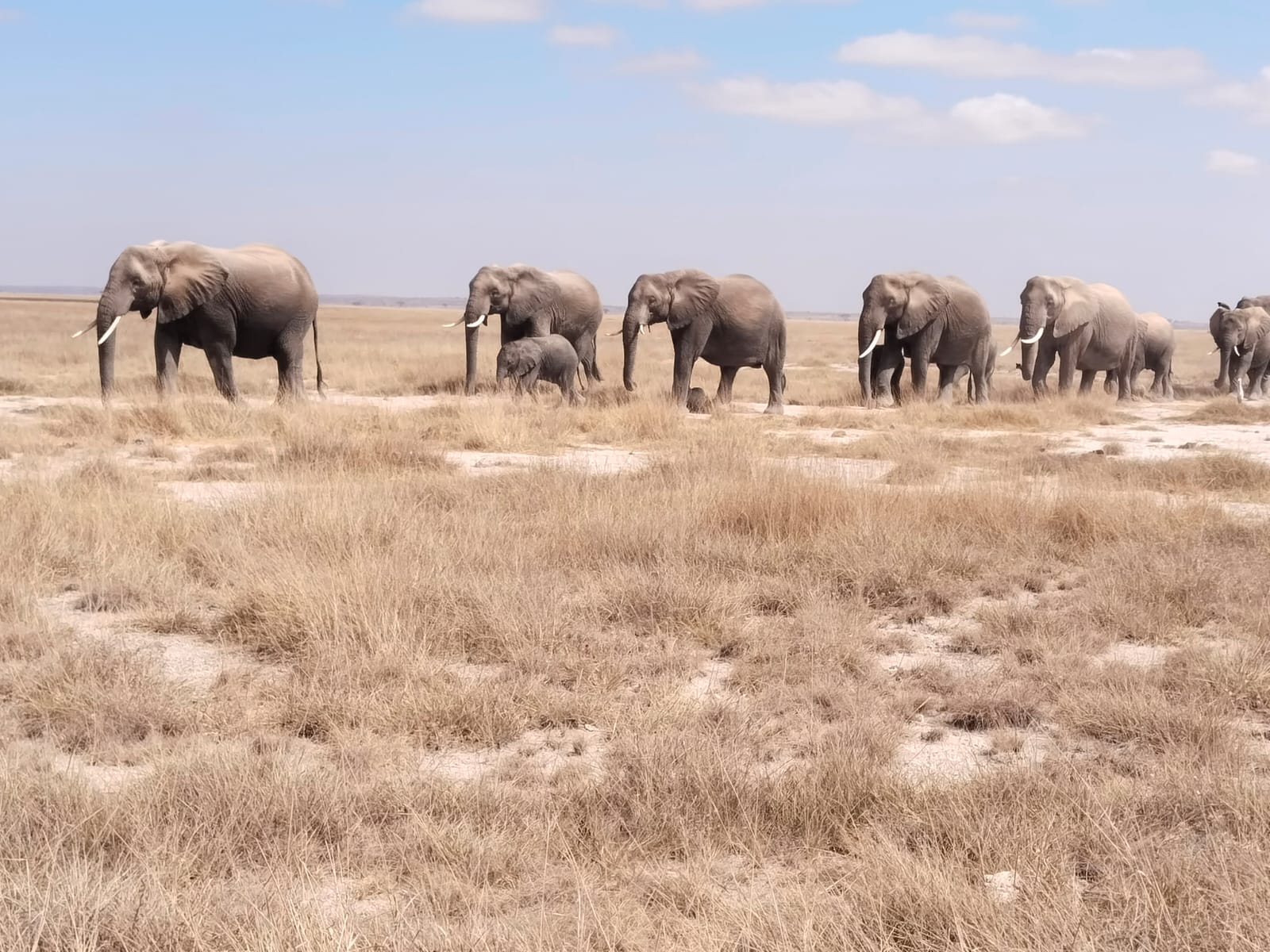 summer break safaris