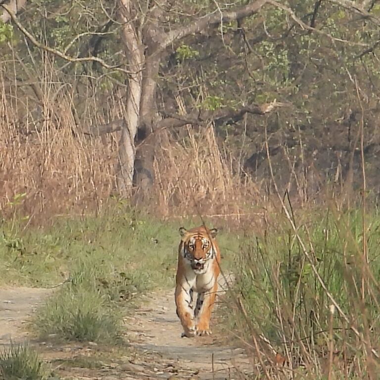 Chital lodge