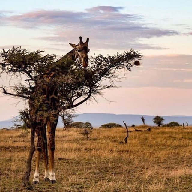 Kilisa Tours & Safaris