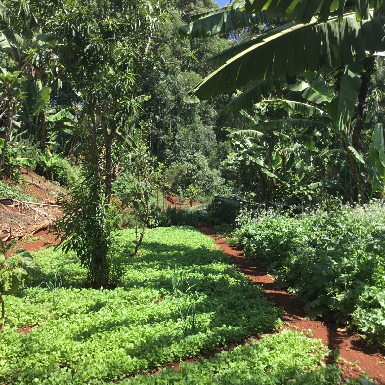Mlango Farm ecovillage