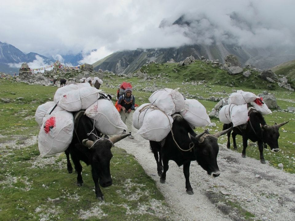 Tandi