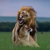 Sabrahm Safaris