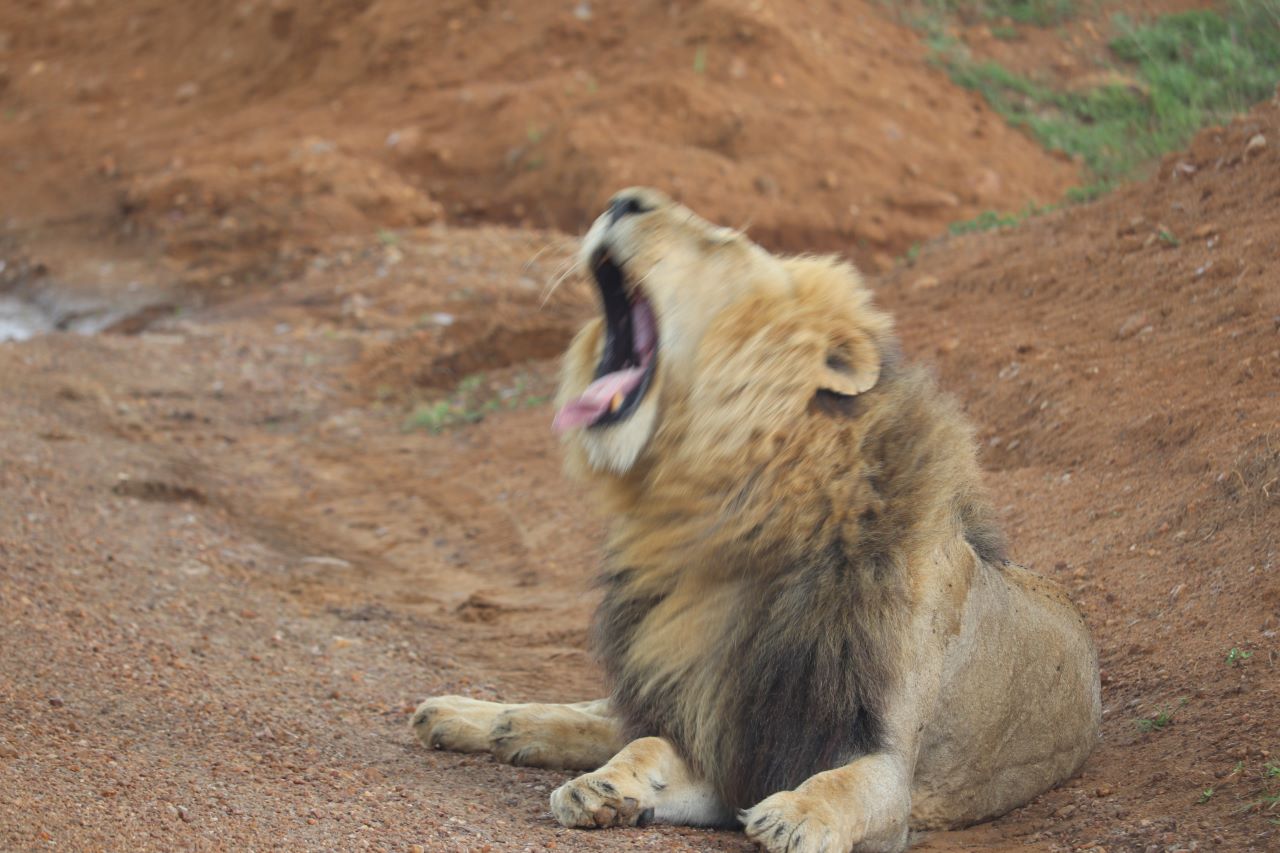 AFRICAN ROUTE SAFARIS LTD.