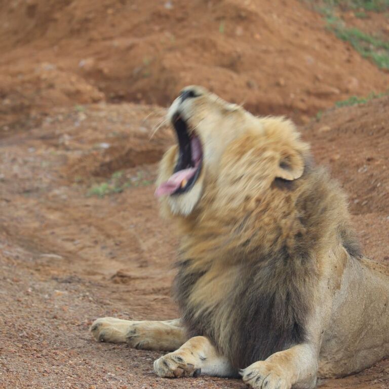 AFRICAN ROUTE SAFARIS LTD.