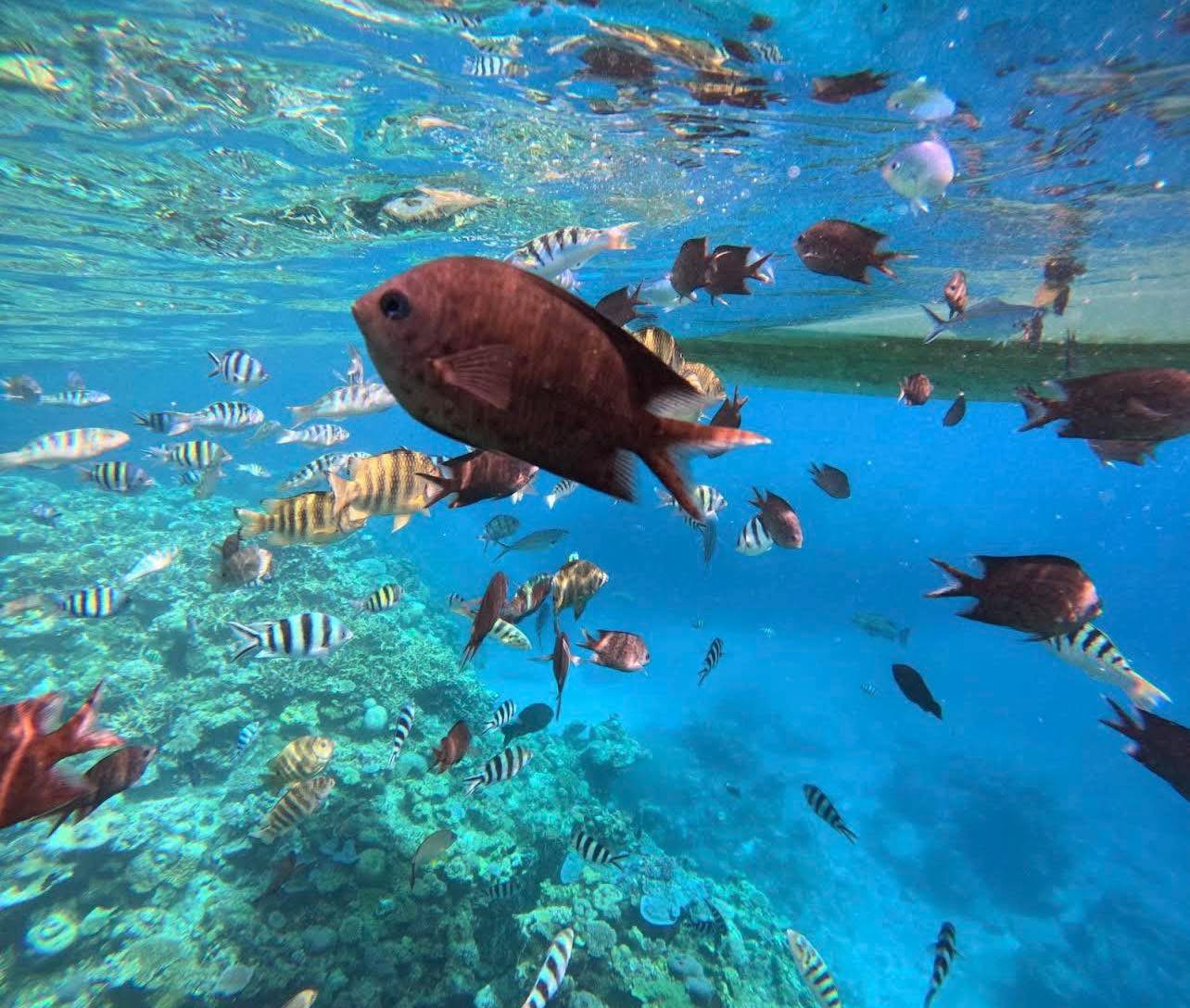 Lelepa Island DayTours Vanuatu