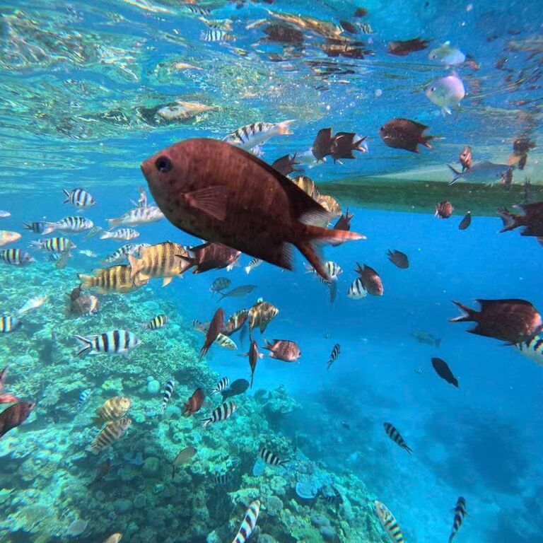Lelepa Island DayTours Vanuatu