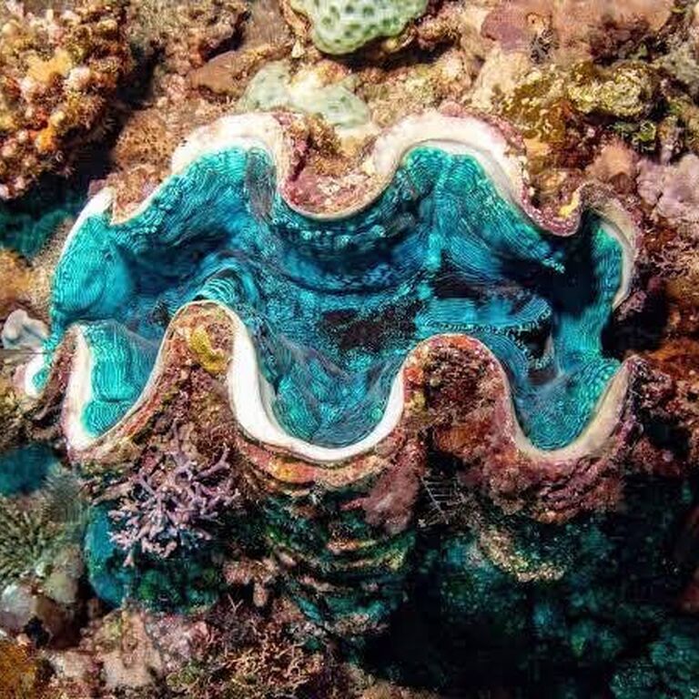 Lelepa Island DayTours Vanuatu