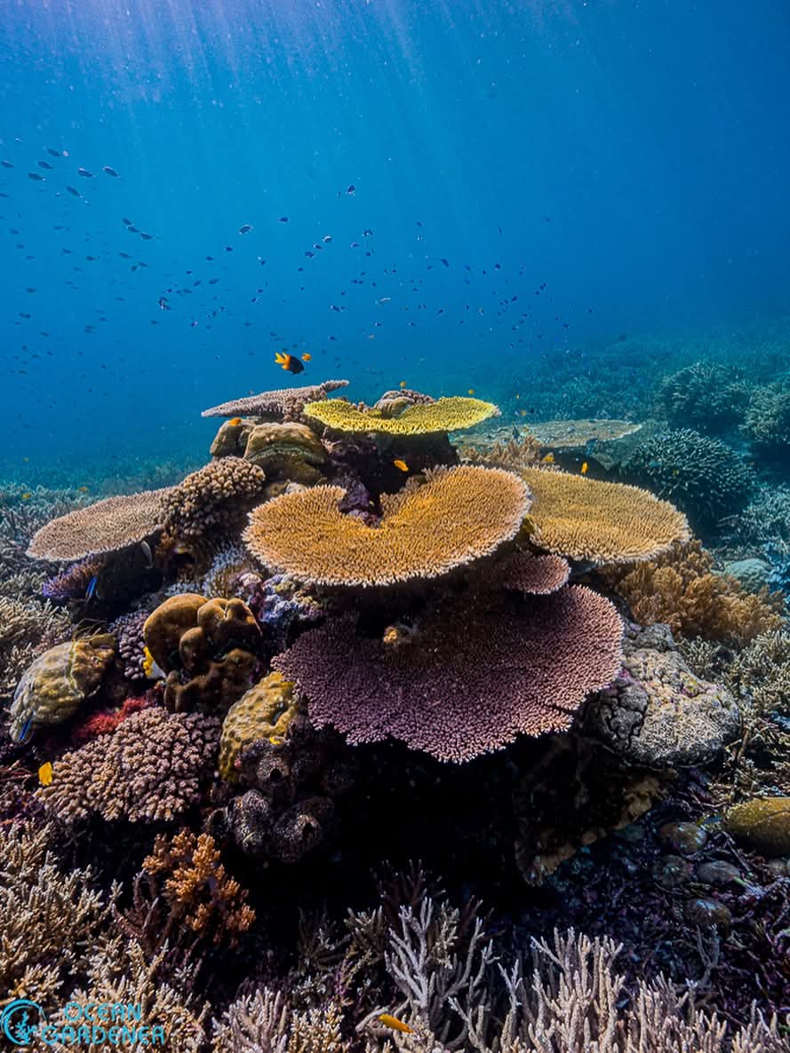 Bondalem Eco Dive