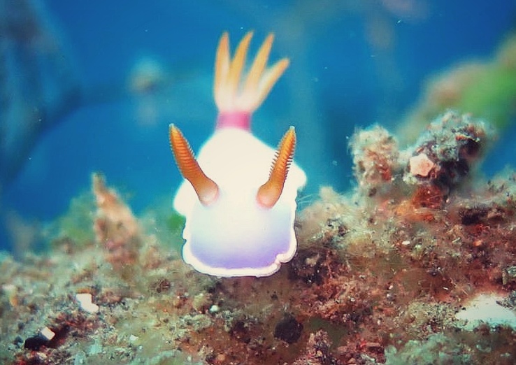 Bondalem Eco Dive