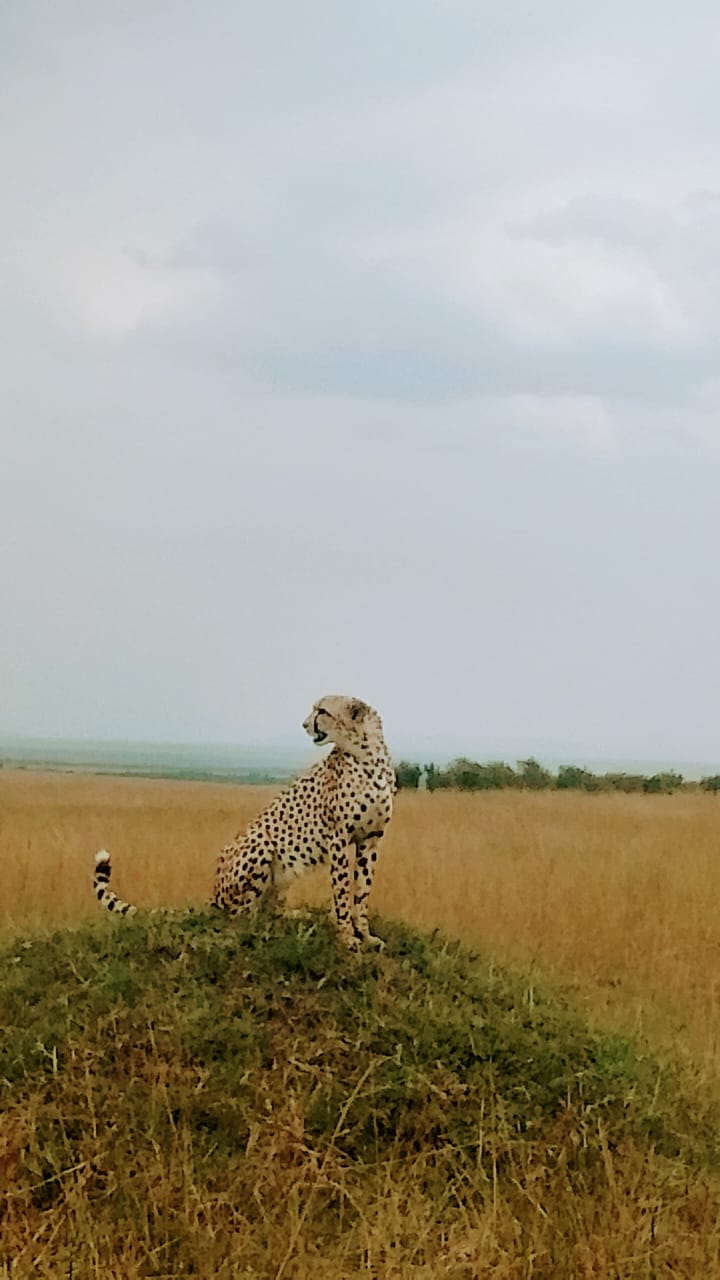 DELIGHT ROSE SAFARIS