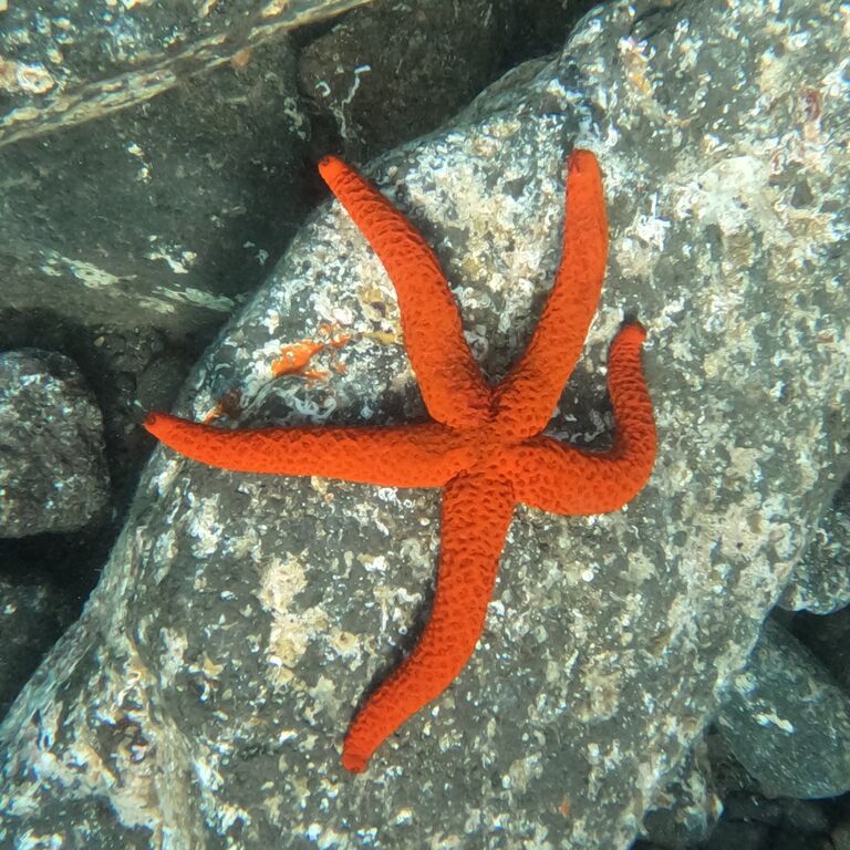 OCEAN QUEST
