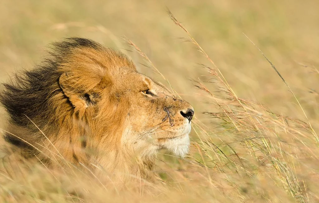 5 Days greatwildebeesmigration