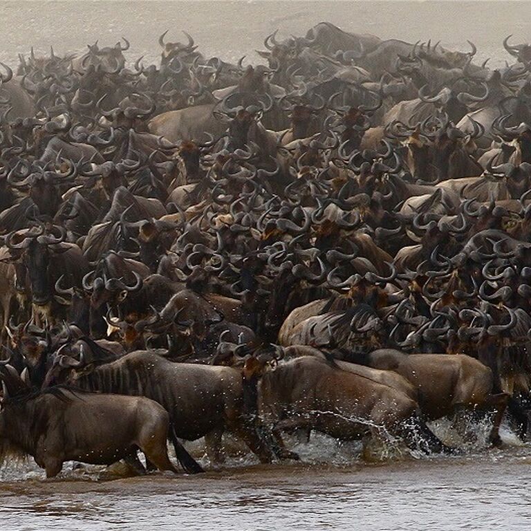 5 Days greatwildebeesmigration