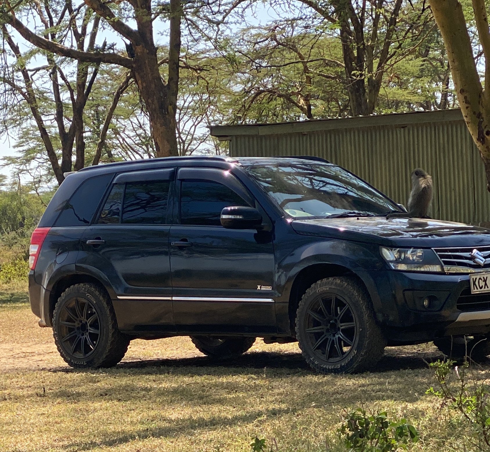 Compact Safaris