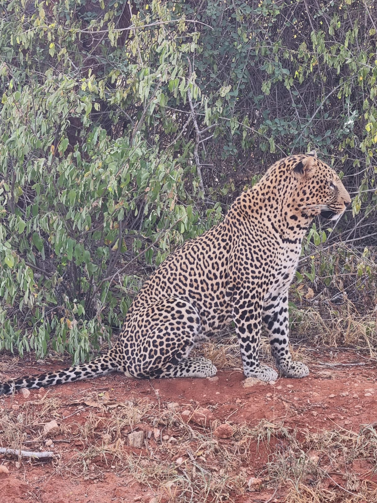 Zimbatourandsafariskenya