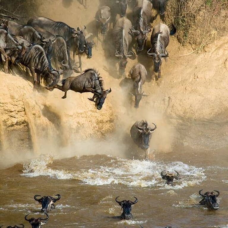 Banith Safaris
