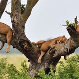 Banith Safaris