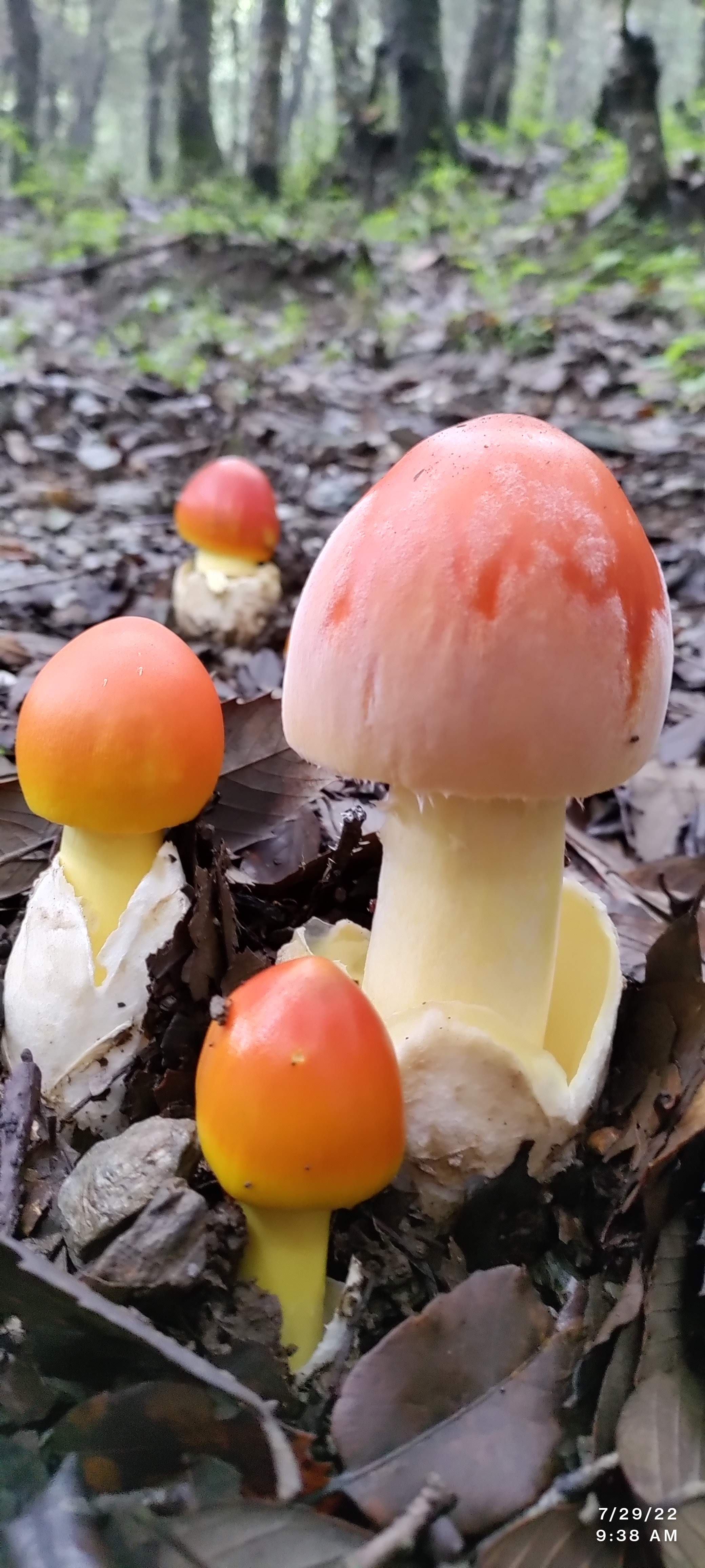 Kasauli Nature Walks