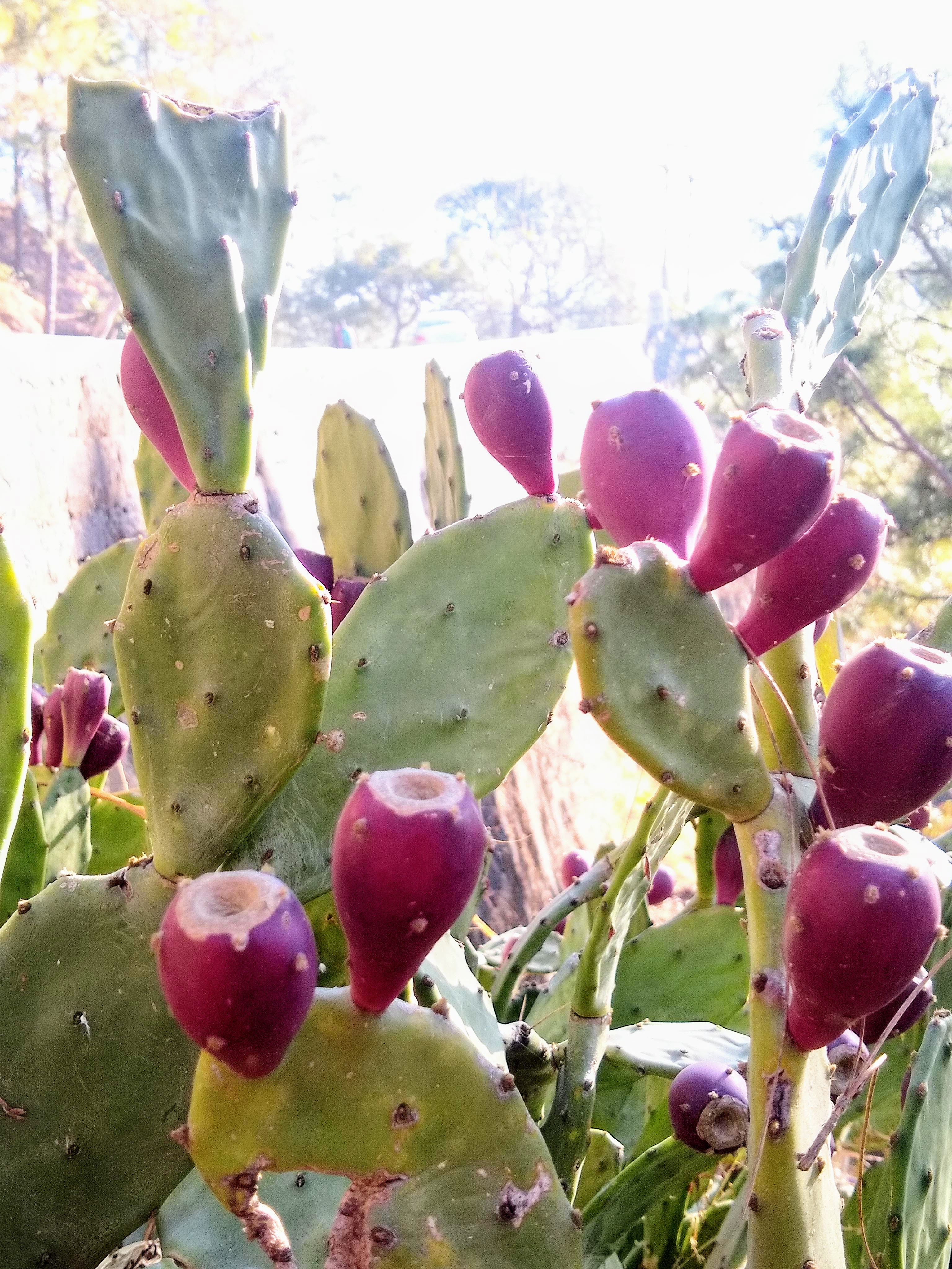 Kasauli Nature Walks