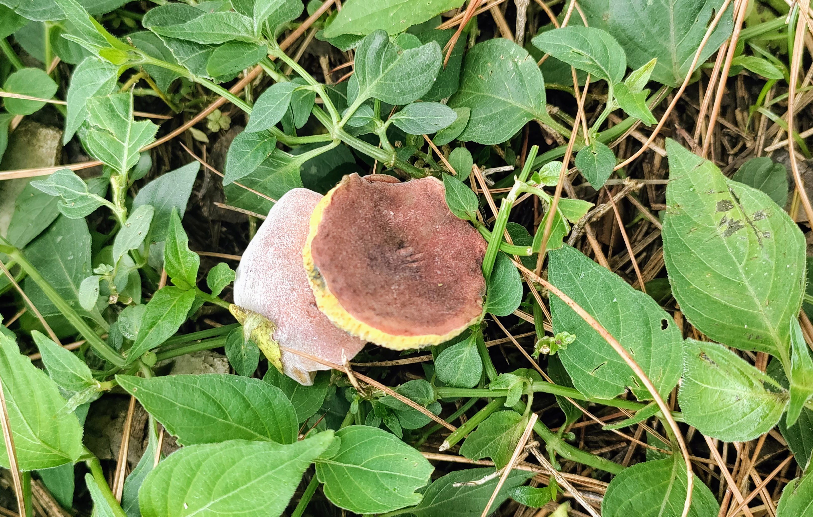 Kasauli Nature Walks