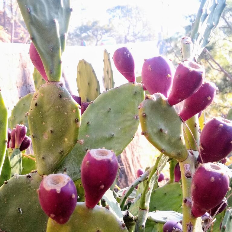 Kasauli Nature Walks