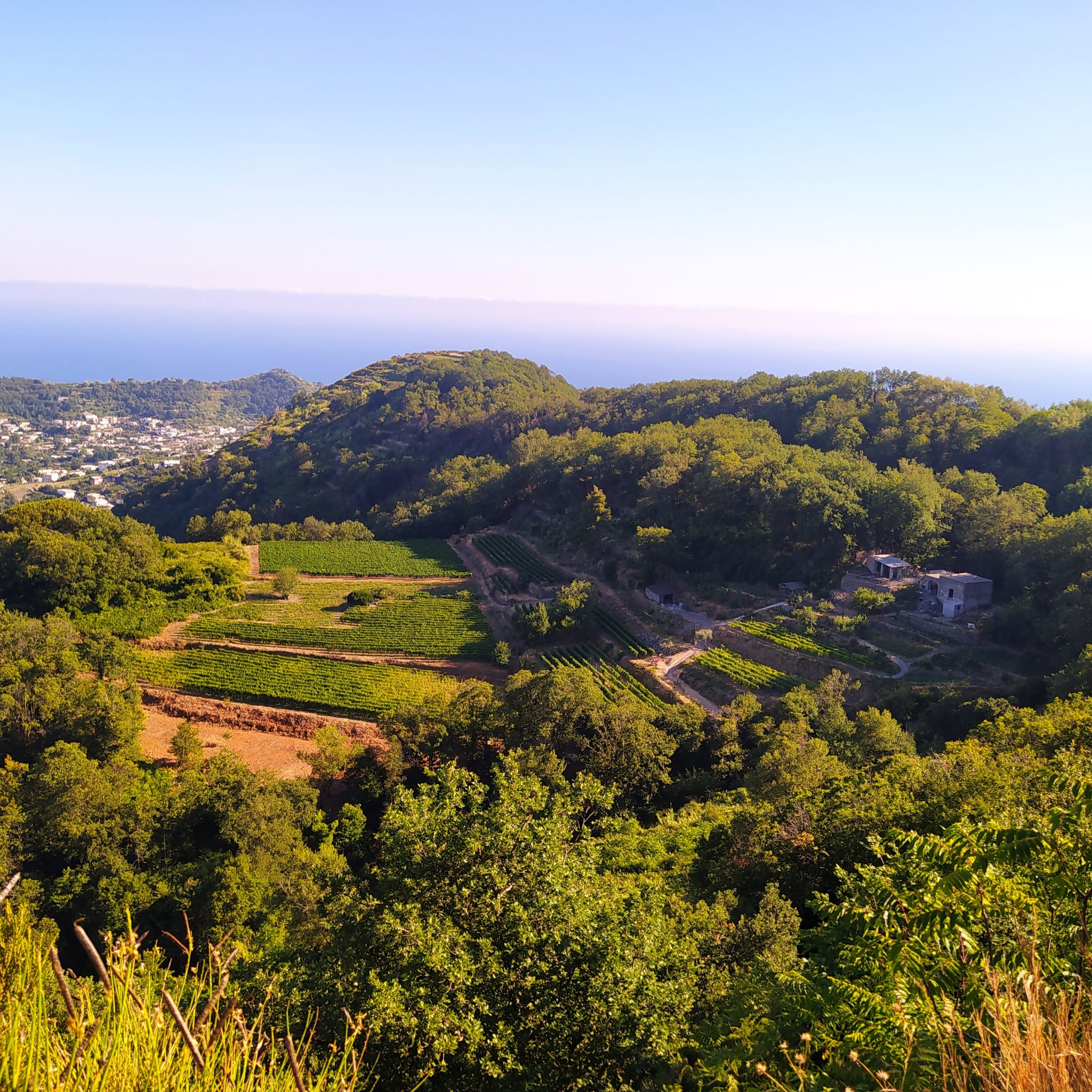 TENUTA DEL CANNAVALE ISCHIA