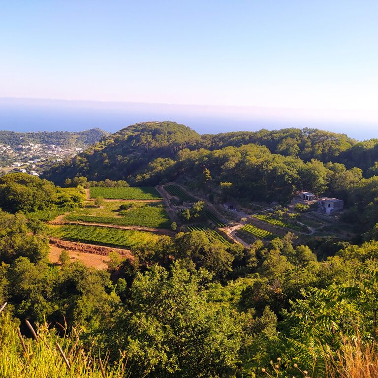 TENUTA DEL CANNAVALE ISCHIA