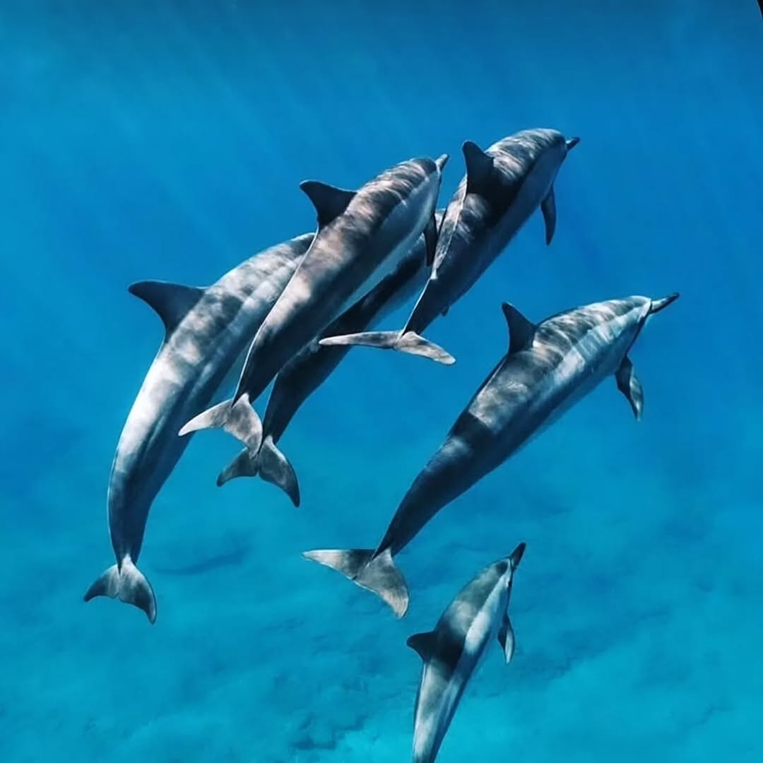 PALMA EXCURSIONS ZANZIBAR