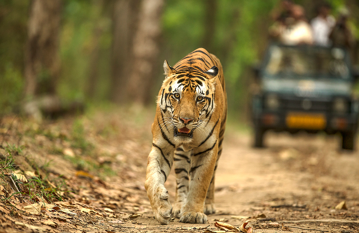 Big Cats of India GmbH