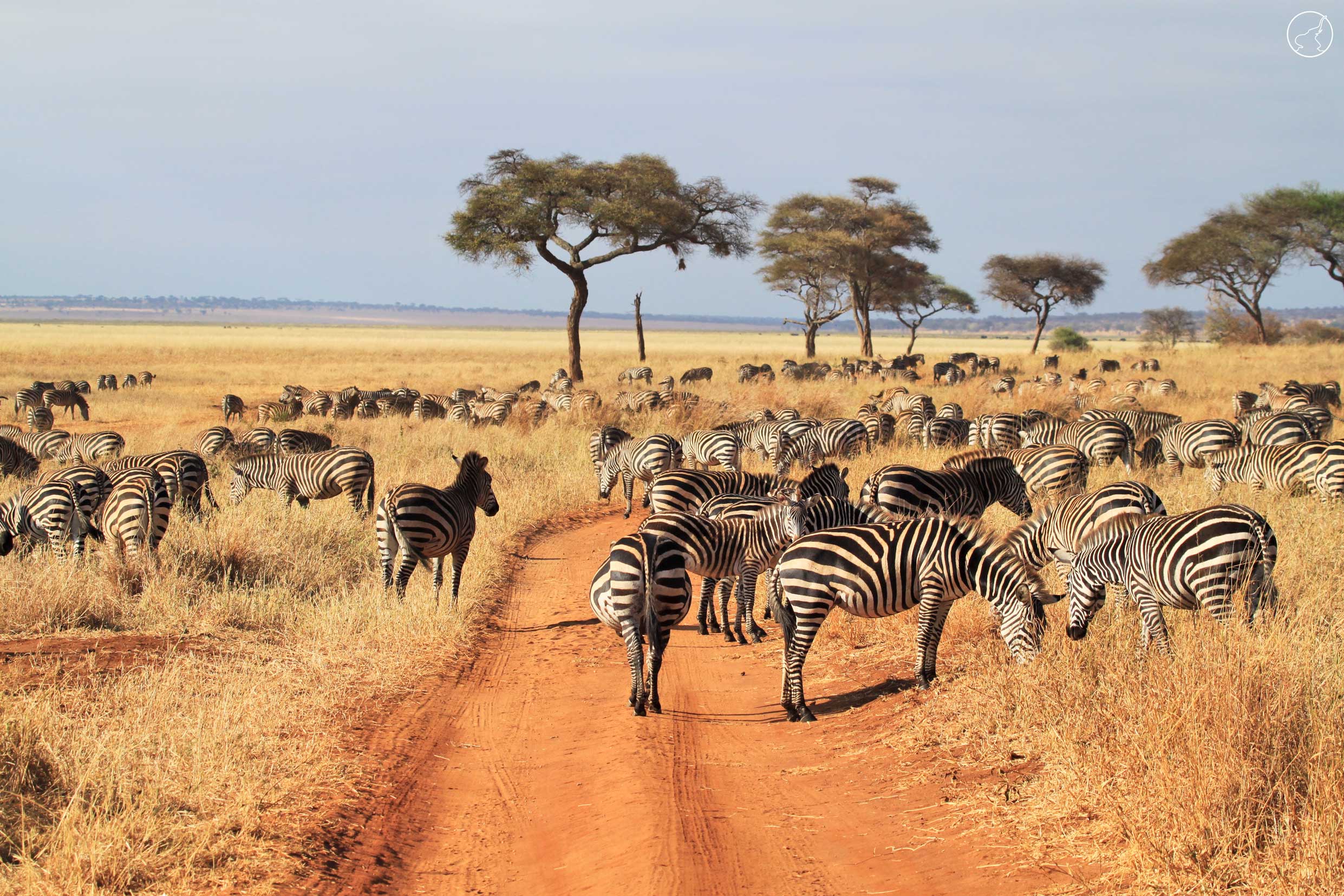 serengeti wild tours