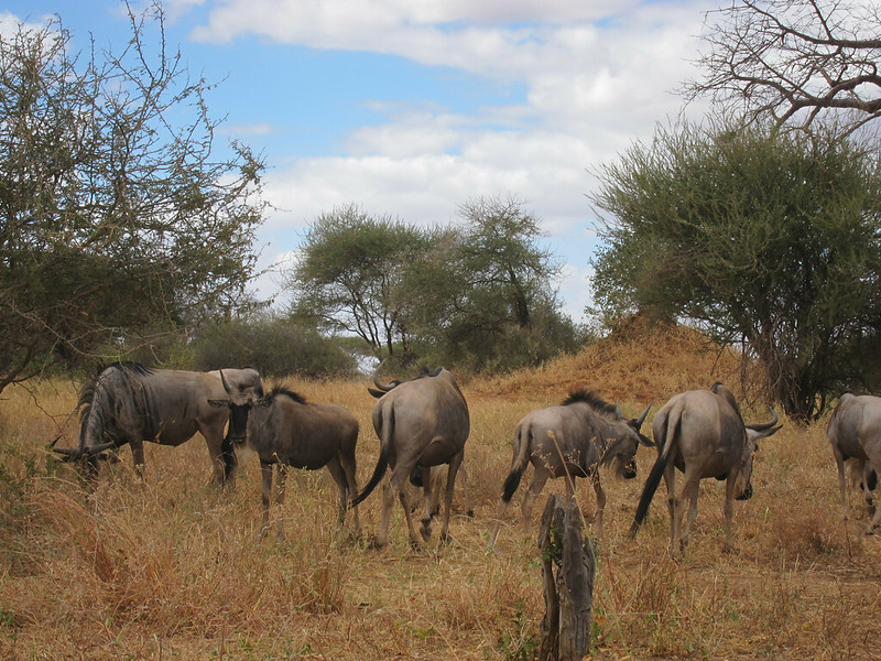 serengeti wild tours