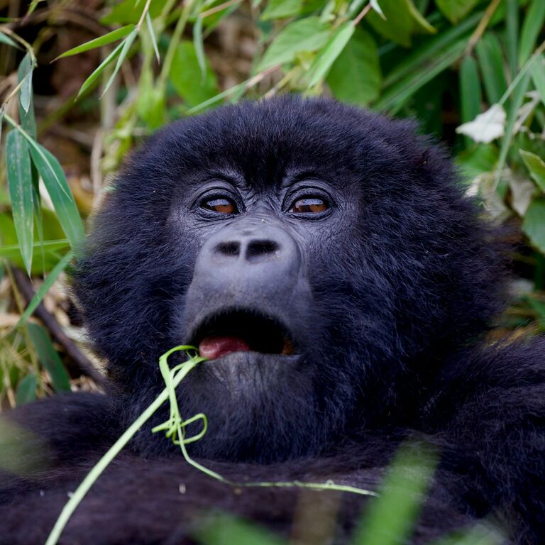 Gorilla Hurly Burly Limited