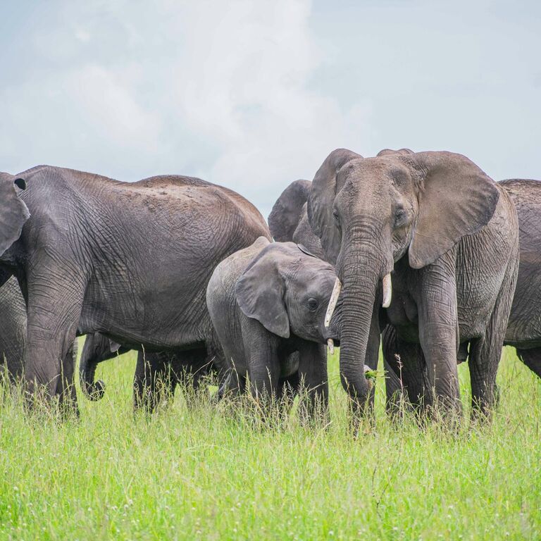 Irresistible Safaris limited