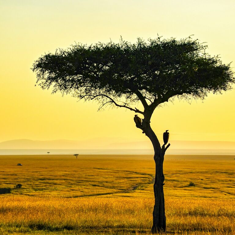 Irresistible Safaris limited