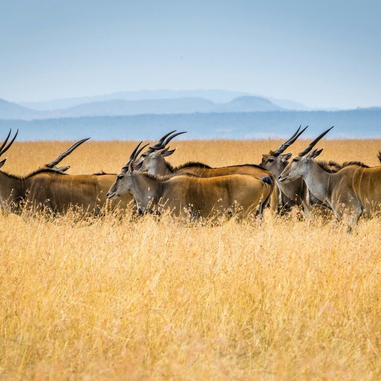 Irresistible Safaris limited