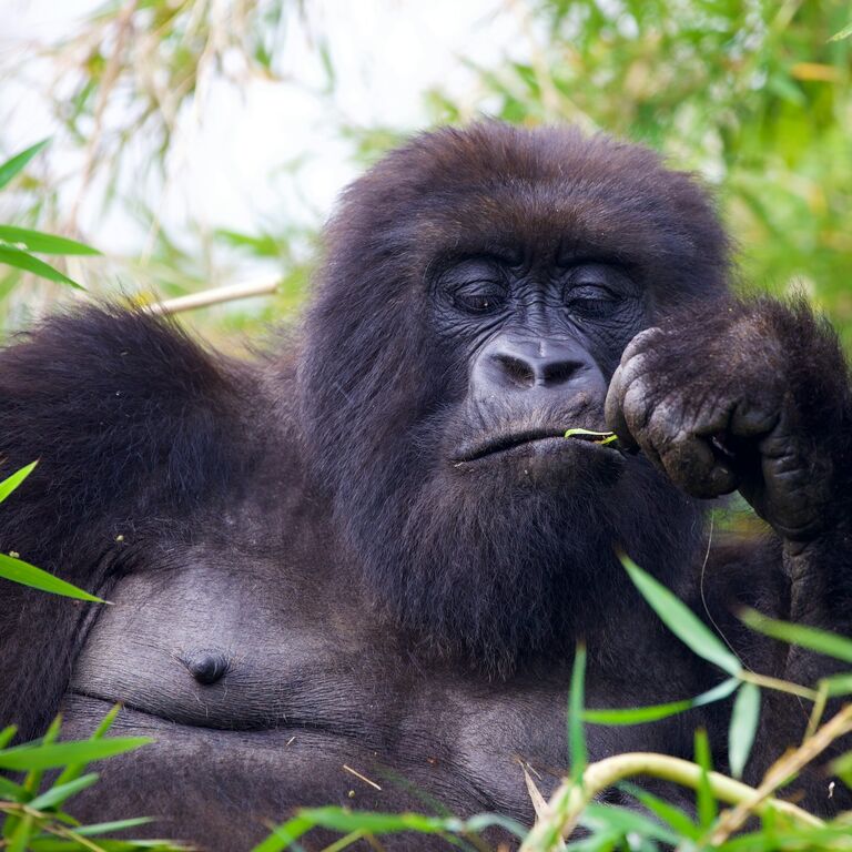 Magical Gorilla Adventures