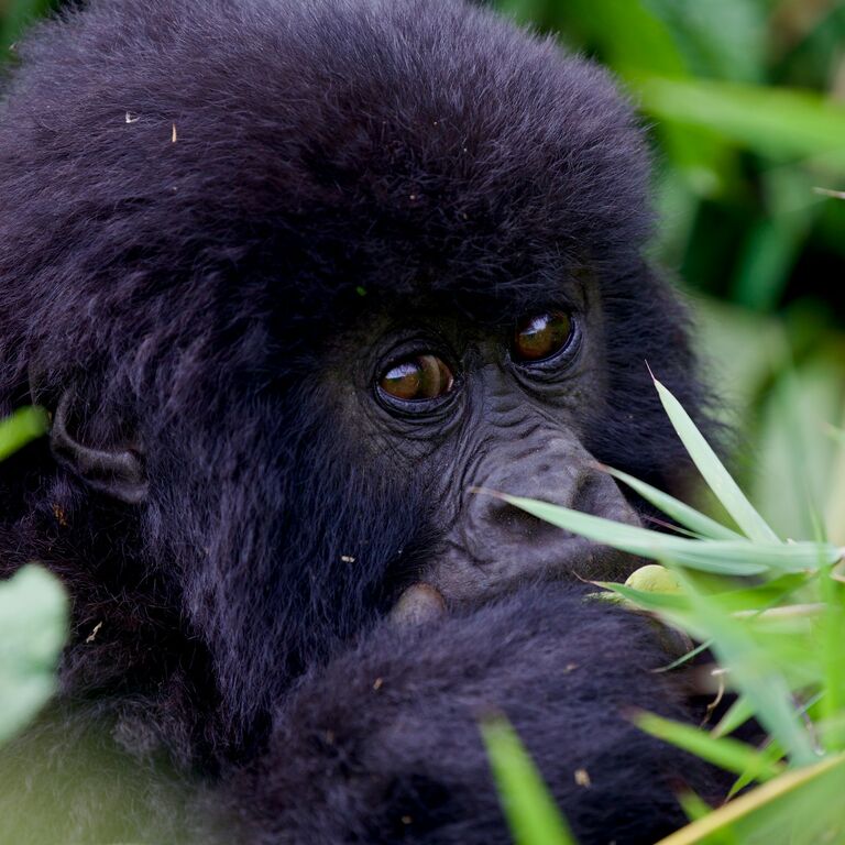 Magical Gorilla Adventures
