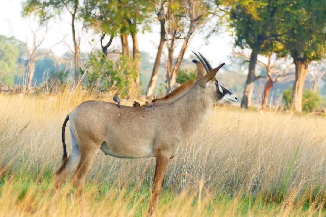 Kamunu Mobile Safaris