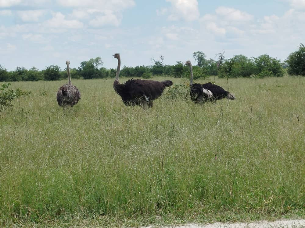 Kamunu Mobile Safaris