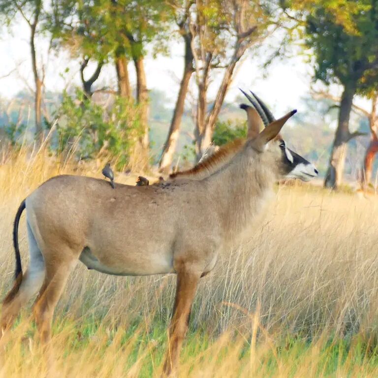 Kamunu Mobile Safaris