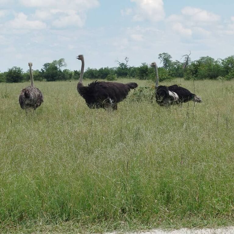 Kamunu Mobile Safaris