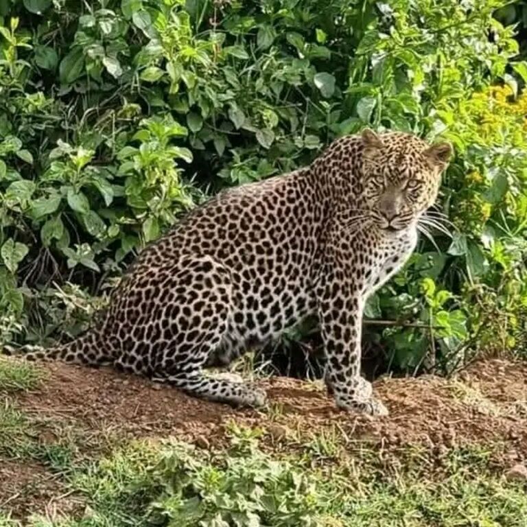 Kamunu Mobile Safaris
