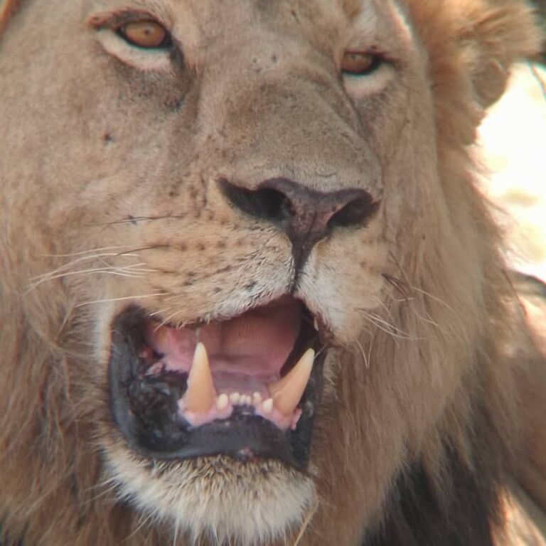 Sense of Nature Safaris