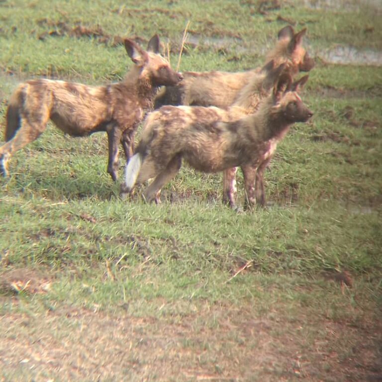 Sense of Nature Safaris